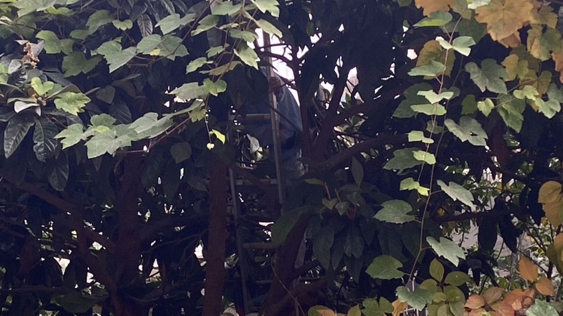 Olay yeri Beşiktaş!Kedisini kurtarmak isterken ağaçta mahsur kaldı - Resim: 2