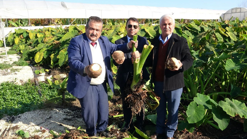 İklim değişti Mersin'de ektiler dönümünden 100 bin lira kazanıyorlar - Resim: 2