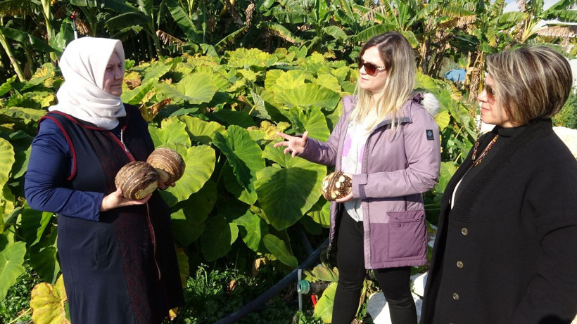 İklim değişti Mersin'de ektiler dönümünden 100 bin lira kazanıyorlar - Resim: 3