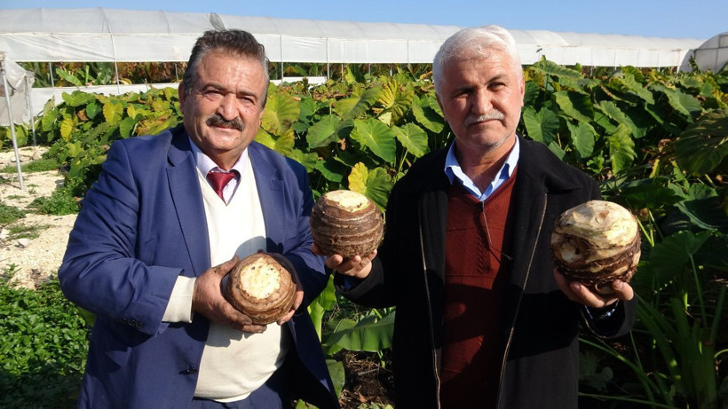 İklim değişti Mersin'de ektiler dönümünden 100 bin lira kazanıyorlar - Resim: 4