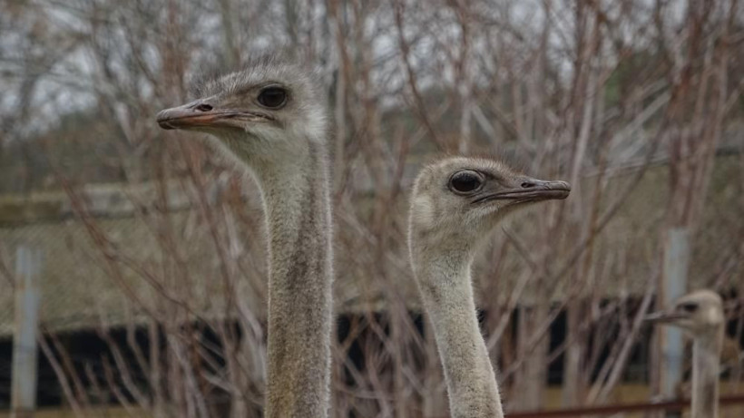 Sıcak hava onları da etkiledi! Mevsimleri karıştıran deve kuşları yumurtlamaya başladı - Resim: 1