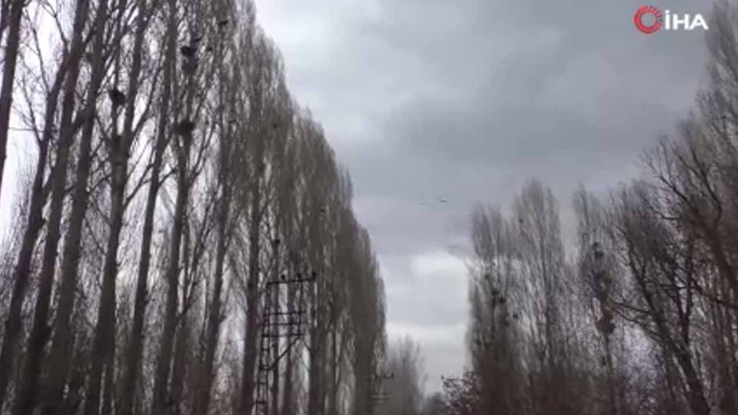 Erzurum'un köyünde uykular kaçtı kargalar istila etti! Tarlalara dadandılar son çare... - Resim: 2