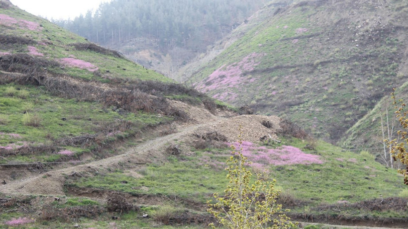 Yanan ormanlık alanda fışkırdı köylüler her yerde onu arıyor çünkü altın değerinde - Resim: 2