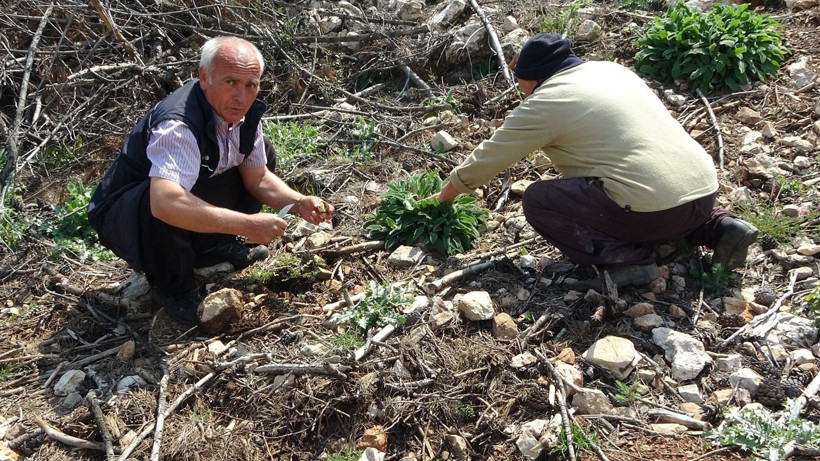 Yanan ormanlık alanda fışkırdı köylüler her yerde onu arıyor çünkü altın değerinde - Resim: 3