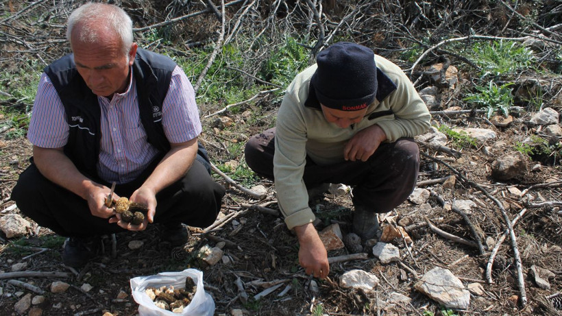 Yanan ormanlık alanda fışkırdı köylüler her yerde onu arıyor çünkü altın değerinde - Resim: 4