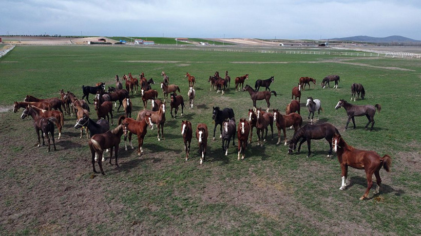 Bu atların hepsi şampiyon adayı - Resim: 1