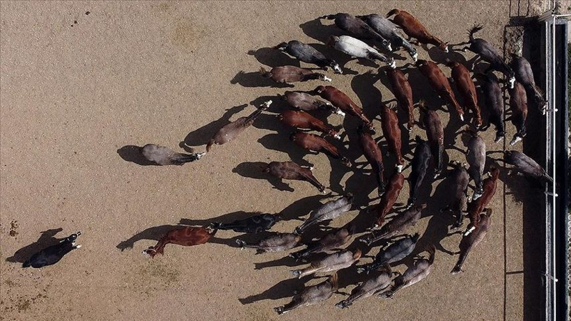 Bu atların hepsi şampiyon adayı - Resim: 2