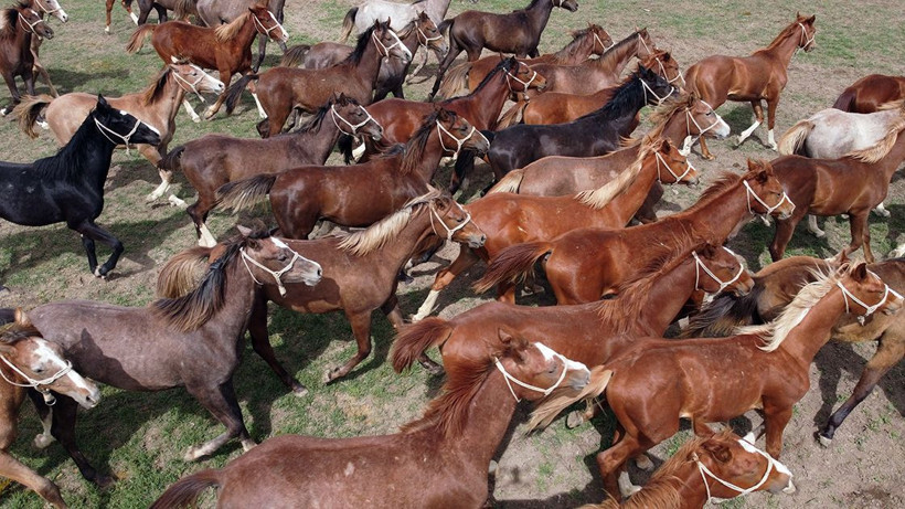 Bu atların hepsi şampiyon adayı - Resim: 3