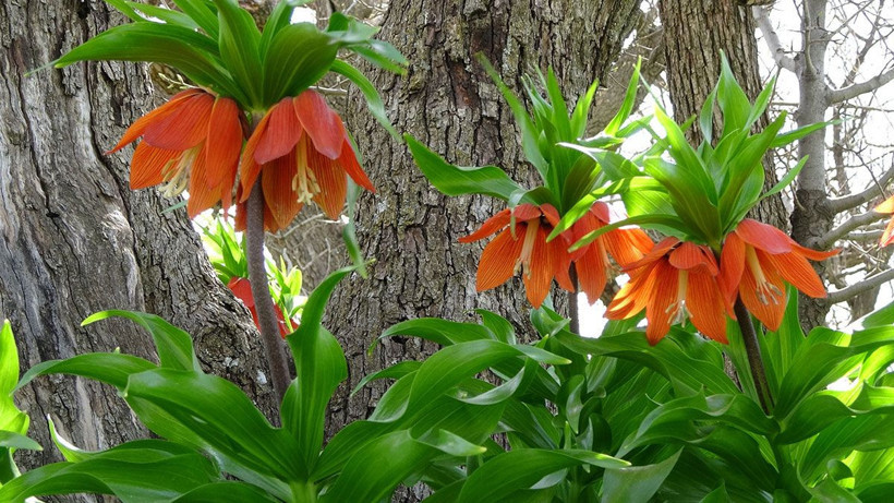 Köylüler başında nöbet tutuyor, yılda sadece 20 gün yaşıyor! Cezası araba fiyatında... - Resim: 1