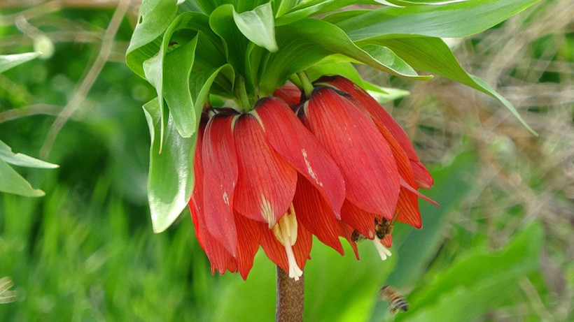 Köylüler başında nöbet tutuyor, yılda sadece 20 gün yaşıyor! Cezası araba fiyatında... - Resim: 2