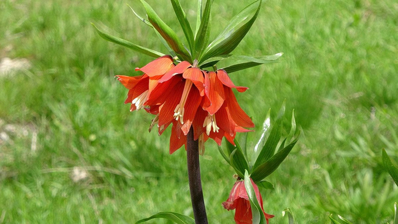 Köylüler başında nöbet tutuyor, yılda sadece 20 gün yaşıyor! Cezası araba fiyatında... - Resim: 3