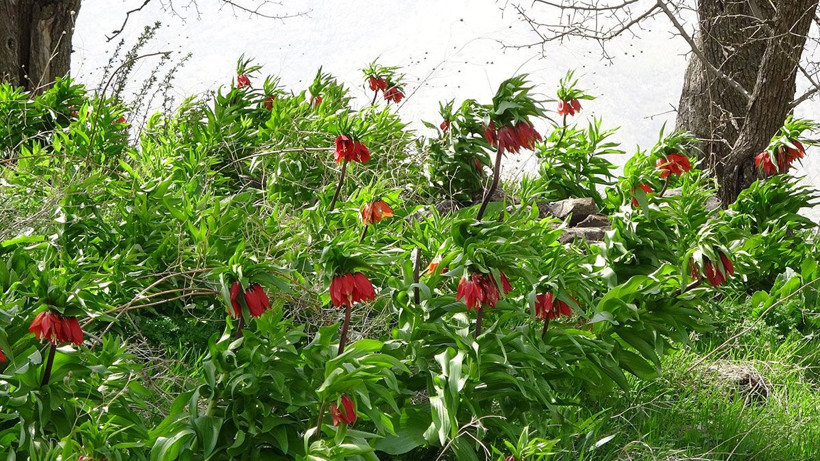 Köylüler başında nöbet tutuyor, yılda sadece 20 gün yaşıyor! Cezası araba fiyatında... - Resim: 4