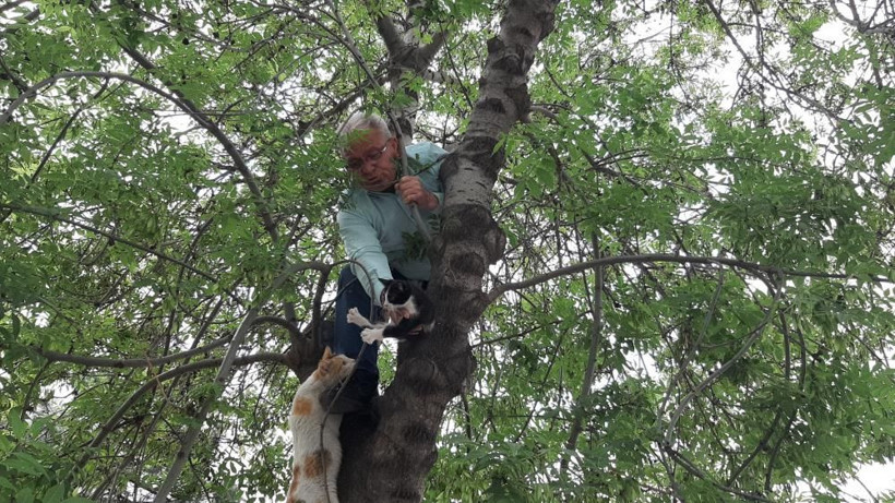 Seçimi bıraktı, canını hiçe saydı! Yavru kediyi kurtarmak için ağaca tırmandı - Resim: 2