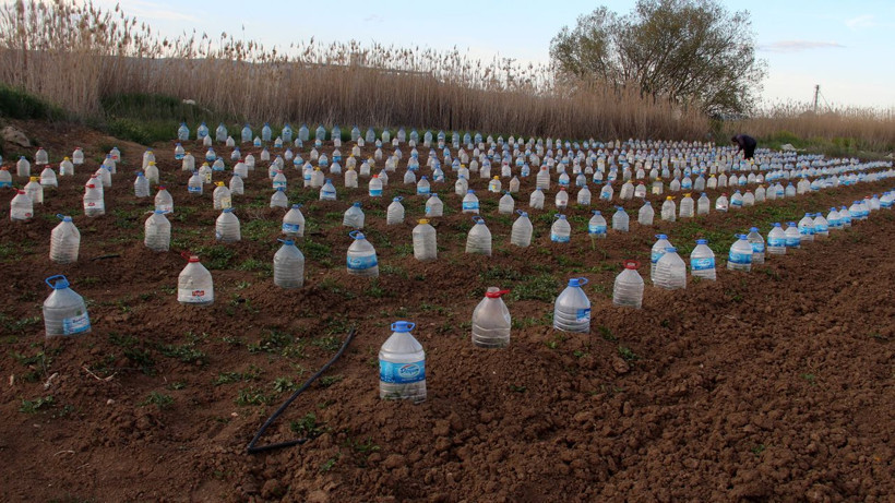 Pet şişeden sera gibi! Domates fidelerini korumak isteyen çiftçiden sıra dışı çözüm - Resim: 3