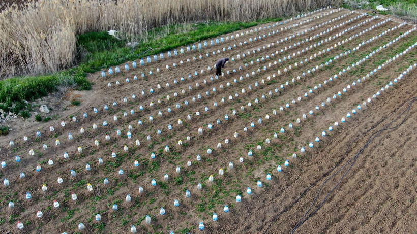 Pet şişeden sera gibi! Domates fidelerini korumak isteyen çiftçiden sıra dışı çözüm - Resim: 1