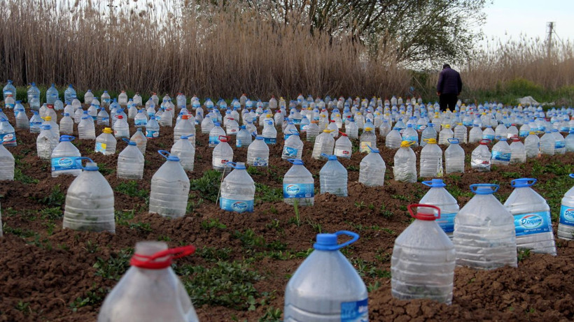 Pet şişeden sera gibi! Domates fidelerini korumak isteyen çiftçiden sıra dışı çözüm - Resim: 2