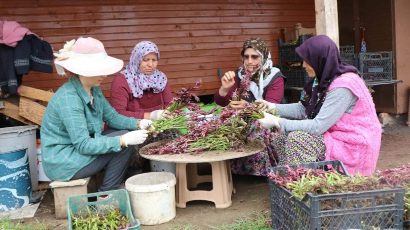 Herkes üretmeye başladı yine de fiyat düşmüyor kilosu 2 bin TL! Resmen topraktan çıkan altın: Tavsiye ediyoruz - Resim: 2