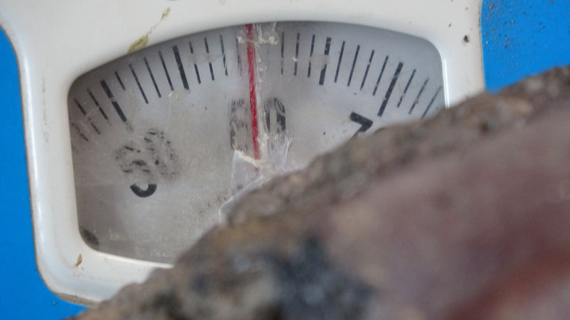 Mantar toplarken buldu, gizemli taşı görenler 'artık milyonersin' diyor: NASA ile irtibata geçeceğiz - Resim: 4