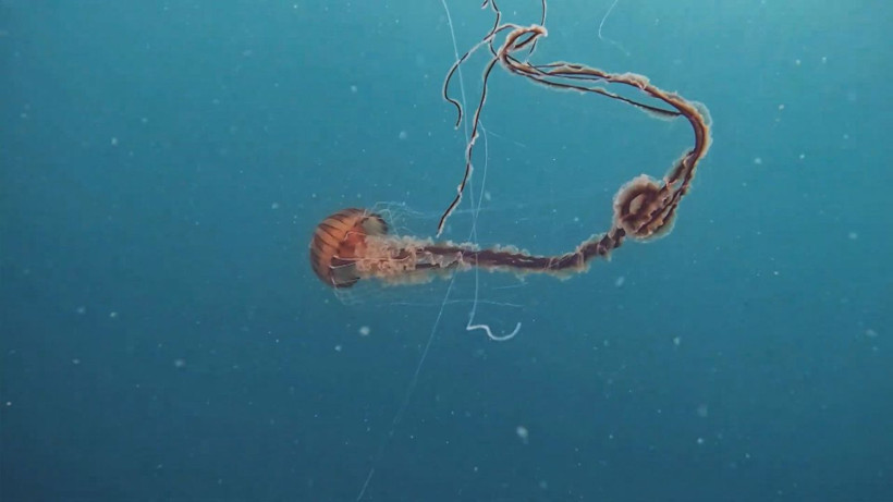 Zehirli ve tam 4 metre boyunda! Marmara Denizi'nde görüldü görüntüsü bile ürkütücü - Resim: 2