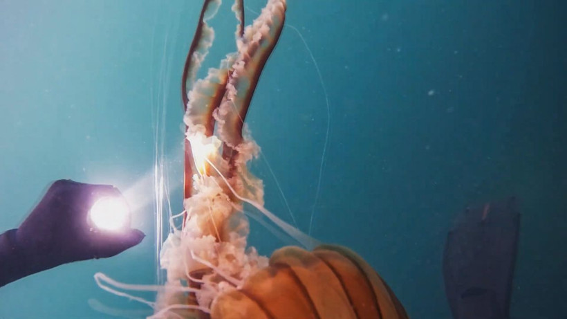 Zehirli ve tam 4 metre boyunda! Marmara Denizi'nde görüldü görüntüsü bile ürkütücü - Resim: 3