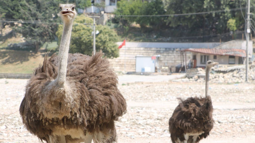 Hatay'da başta kimse nereden geldiklerini anlayamadı, 'Suriyeliler getirdi' diyen bile oldu - Resim: 3