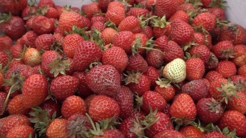 Geçen yıl 18 liraydı bu yıl emekler boşa gitti! Üretici şokta: Çürümesini izlediler - Resim: 4