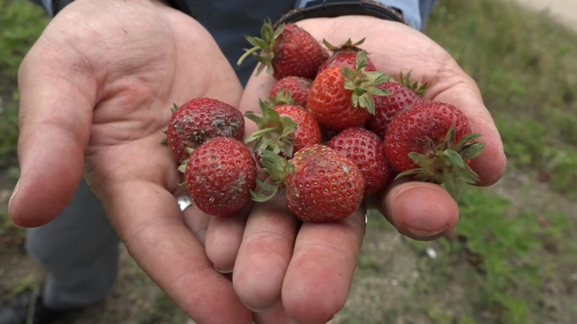 Geçen yıl 18 liraydı bu yıl emekler boşa gitti! Üretici şokta: Çürümesini izlediler - Resim: 3