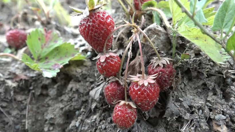 Geçen yıl 18 liraydı bu yıl emekler boşa gitti! Üretici şokta: Çürümesini izlediler - Resim: 1