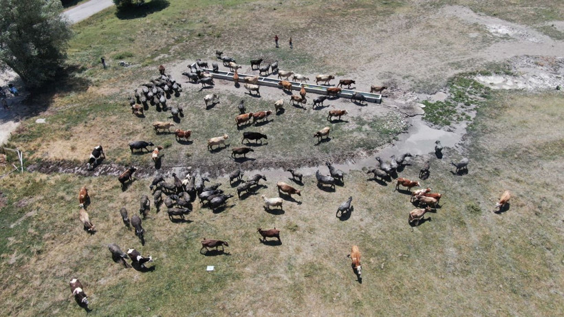 Sıcaktan etkilenen mandalar, çareyi çamur banyosunda buldu! - Resim: 2