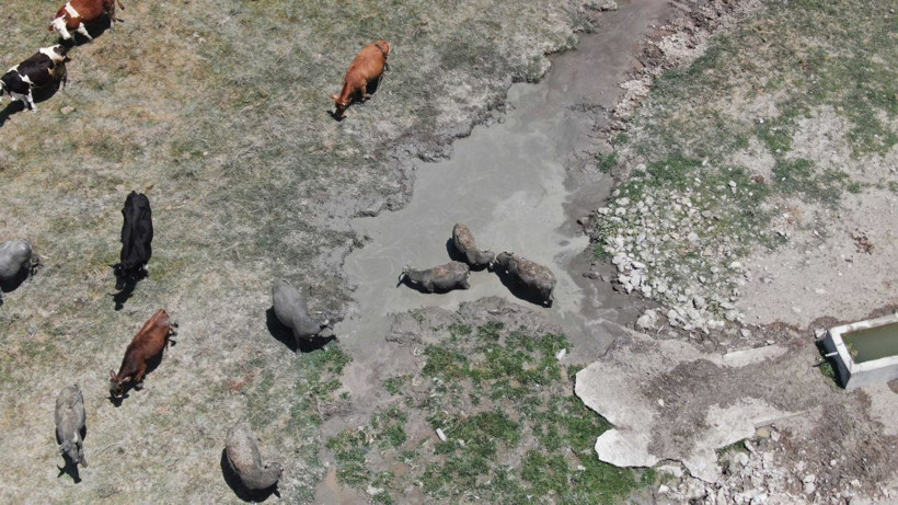 Sıcaktan etkilenen mandalar, çareyi çamur banyosunda buldu! - Resim: 3