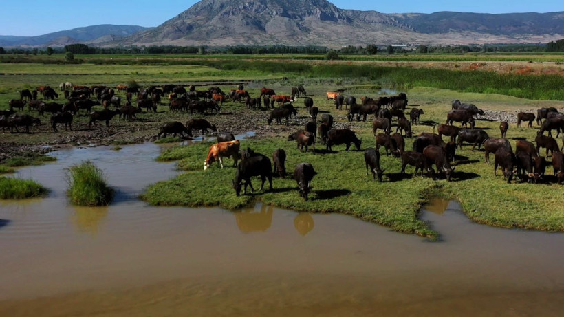 Tokat'ta Afrika'yı aratmayan görüntüler - Resim: 3