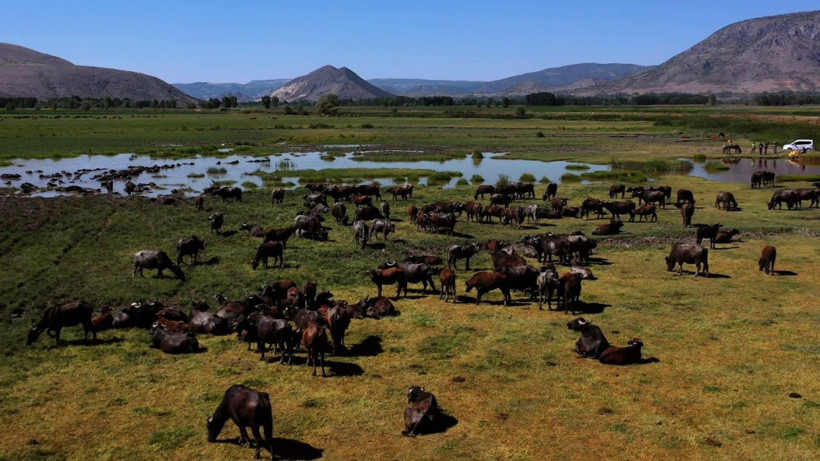 Tokat'ta Afrika'yı aratmayan görüntüler - Resim: 4