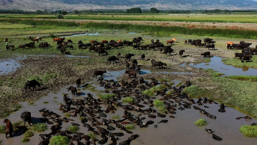 Tokat'ta Afrika'yı aratmayan görüntüler - Resim: 1