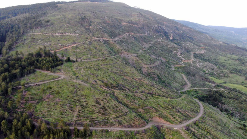 5 yıl önce küle dönmüştü: 251 hektarlık orman yeniden yeşerdi! - Resim: 3