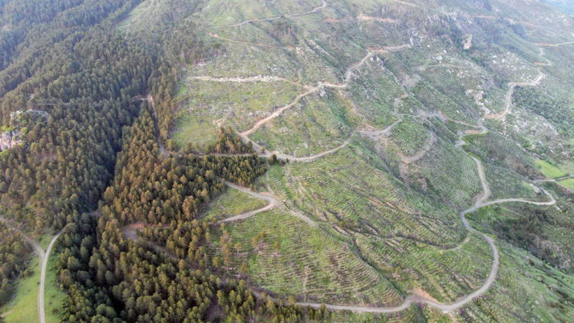 5 yıl önce küle dönmüştü: 251 hektarlık orman yeniden yeşerdi! - Resim: 4