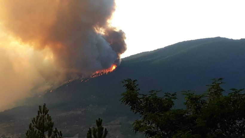 5 yıl önce küle dönmüştü: 251 hektarlık orman yeniden yeşerdi! - Resim: 1