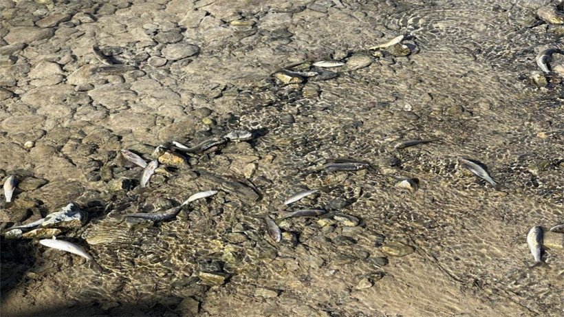Bu görüntülerin nedeni herkesi korkuttu! Hakkari'de balıklar sürü halinde ölüyor - Resim: 2