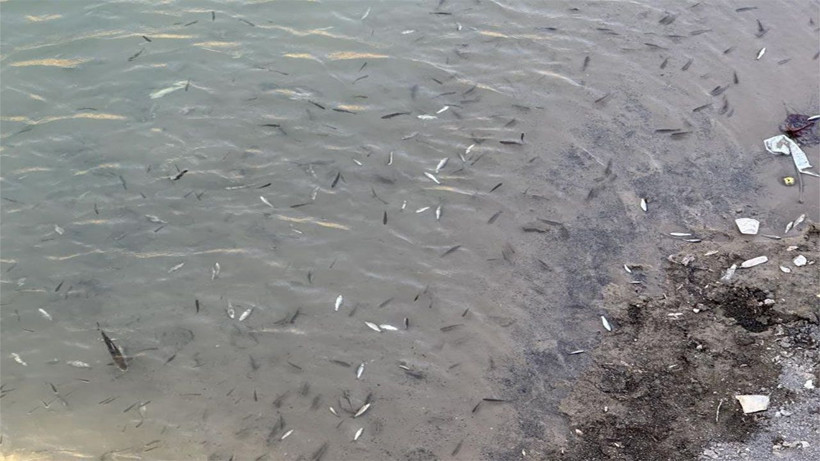 Bu görüntülerin nedeni herkesi korkuttu! Hakkari'de balıklar sürü halinde ölüyor - Resim: 3