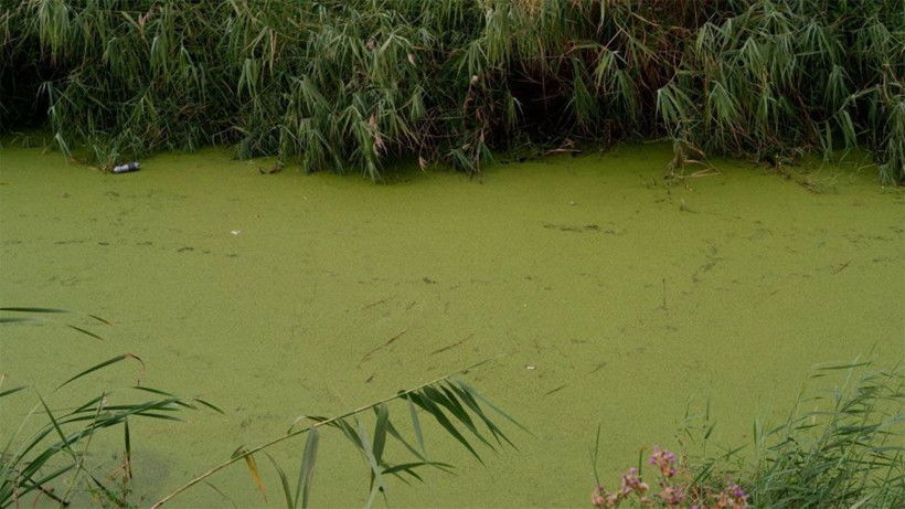 Güzelliğiyle büyüleyen dereden eser kalmadı! Şimdi çöpler ve yosunlarla kaplı balçığa dönüştü - Resim: 3