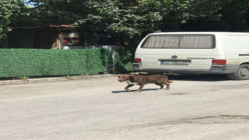 Başıboş köpekler Antalya'da küçük çocuğa dehşet yaşattı! 11 yaşındaki çocuğun baldırını kopardı - Resim: 1