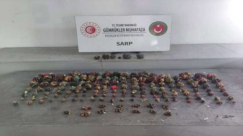 Yoğunluk süphe uyandırdı! Sarp Sınır Kapısı’nda 2 bin 850 adet kaçak kaktüs ele geçirildi - Resim: 2