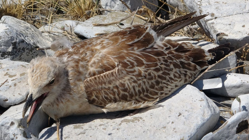 Van Gölü'nde çok acı manzaralar! Binlerce martı öldü, diğerleri de ölümü bekliyor nedeni ise... - Resim: 3
