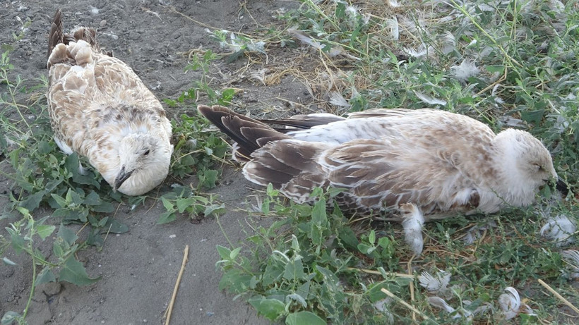 Van Gölü'nde çok acı manzaralar! Binlerce martı öldü, diğerleri de ölümü bekliyor nedeni ise... - Resim: 2