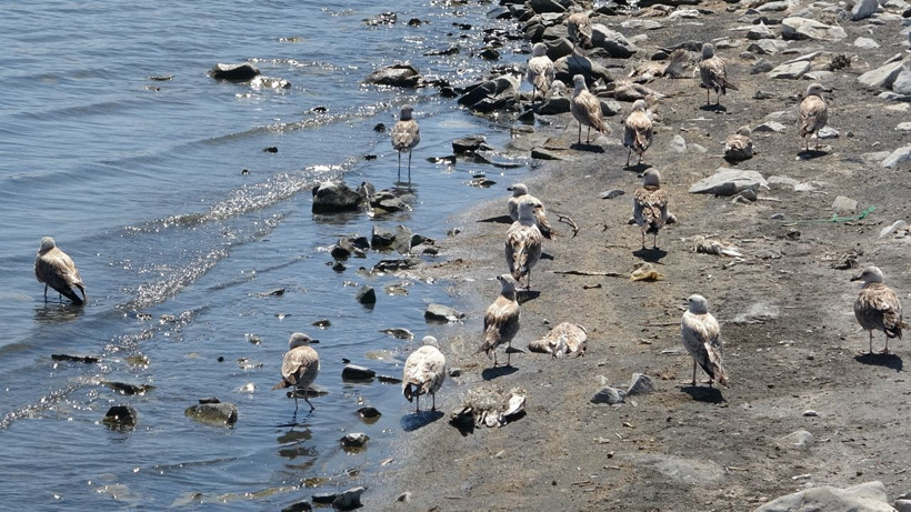 Van Gölü'nde çok acı manzaralar! Binlerce martı öldü, diğerleri de ölümü bekliyor nedeni ise... - Resim: 4