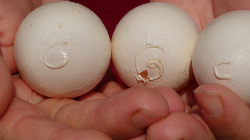 Yumurta üzerinde inanılmaz görüntü! Böylesi ne görüldü ne duyuldu: Yaşadıklarıma inanamıyorum - Resim: 4