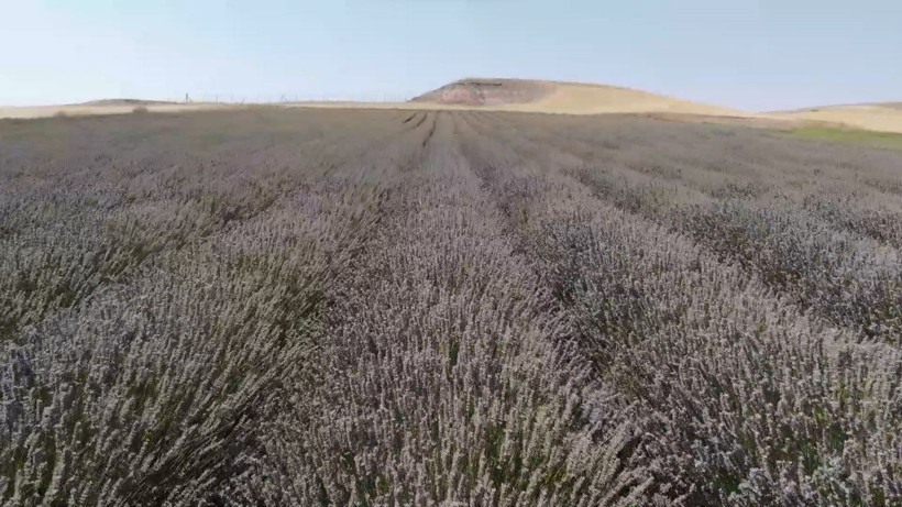 Kadın girişimci devletten aldığı destekle bu işe başladı çifte kazanç! Yüzbinler görmek için akın etti - Resim: 4