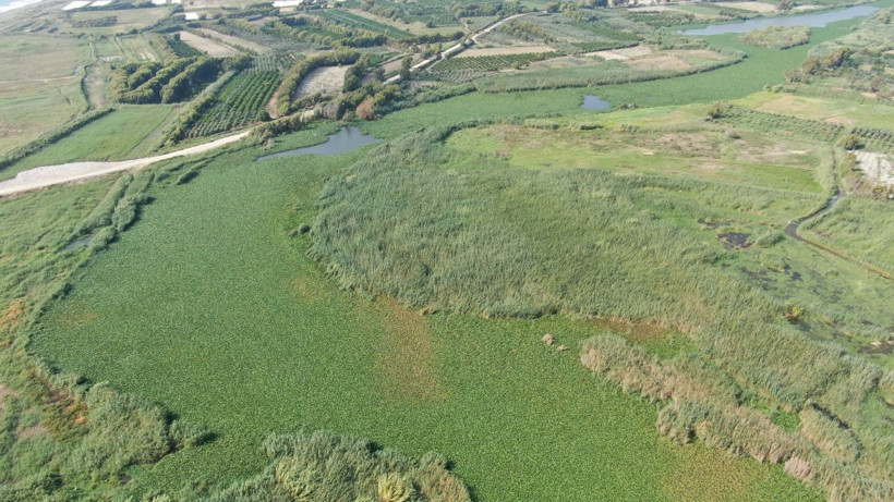 Su sümbülleri Asi Nehri'ni esir aldı! Boyutları 1 metreyi buluyor! - Resim: 3