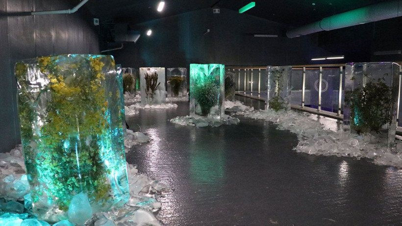 Bu müze görenleri adeta büyüledi! Küresel ısınmayı buz içerisindeki bitkilerle anlattılar - Resim: 4