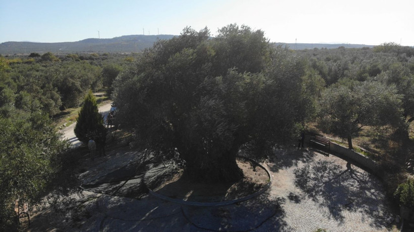 Bin 600 yıllık ağaç meyve vermeye devam ediyor! - Resim: 1