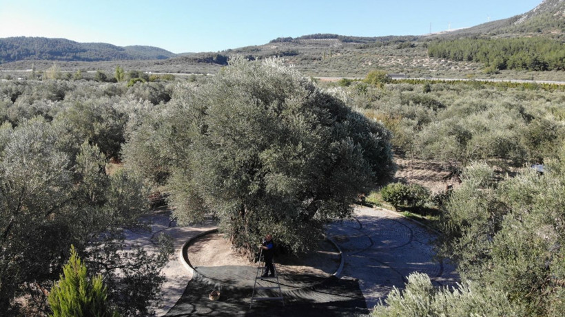 Bin 600 yıllık ağaç meyve vermeye devam ediyor! - Resim: 4